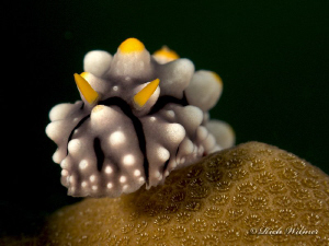 Chromodoris geometrica in Davao.  G9/DS160s/Stacked Inon ... by Richard Witmer 